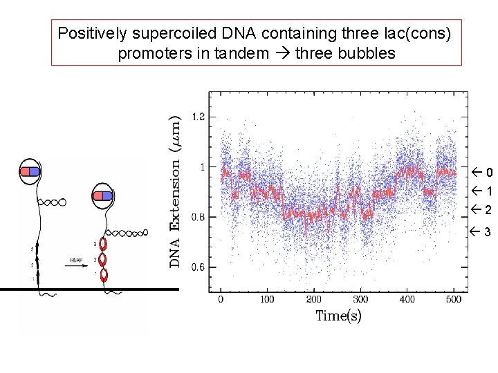 Positively supercoiled DNA containing three lac(cons) promoters in tandem three bubbles 0 1 2