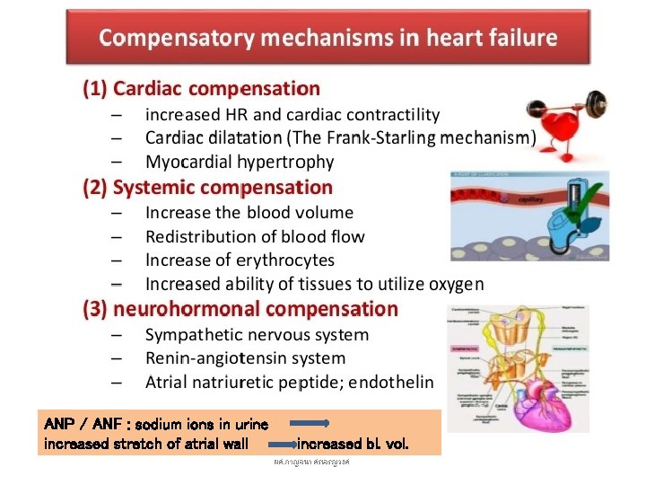 ANP / ANF : sodium ions in urine increased stretch of atrial wall increased