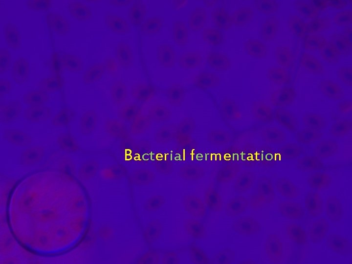 Bacterial fermentation 