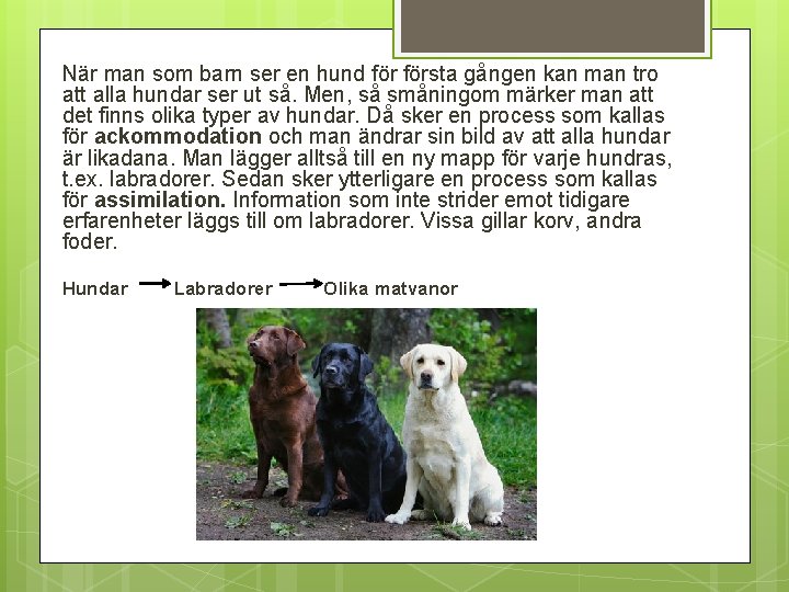 När man som barn ser en hund första gången kan man tro att alla