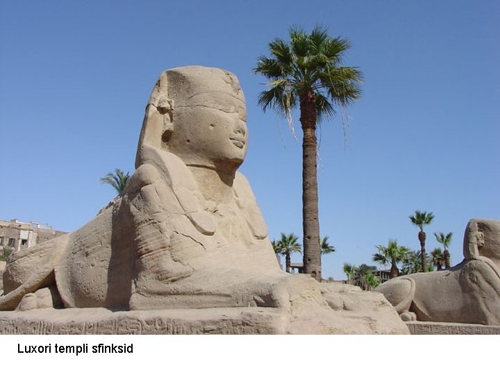 Luxori templi sfinksid 