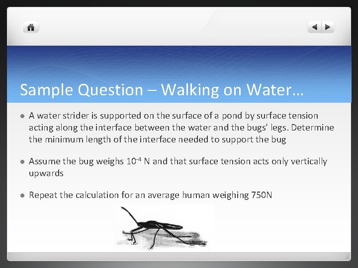 Sample Question – Walking on Water… l A water strider is supported on the