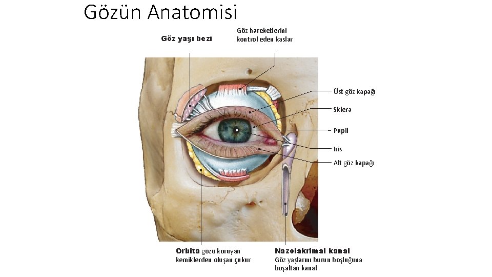 Gözün Anatomisi Göz yaşı bezi Göz hareketlerini kontrol eden kaslar Üst göz kapağı Sklera