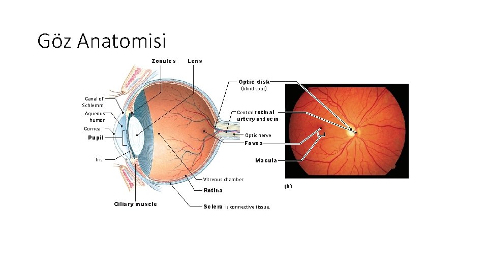Göz Anatomisi Zonules Lens Optic disk (blind spot) Canal of Schlemm Aqueous humor Central