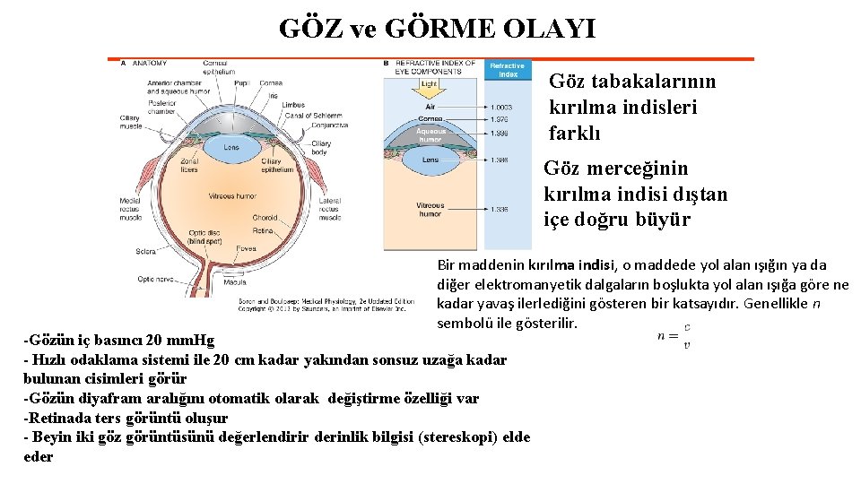 GÖZ ve GÖRME OLAYI Göz tabakalarının kırılma indisleri farklı Göz merceğinin kırılma indisi dıştan