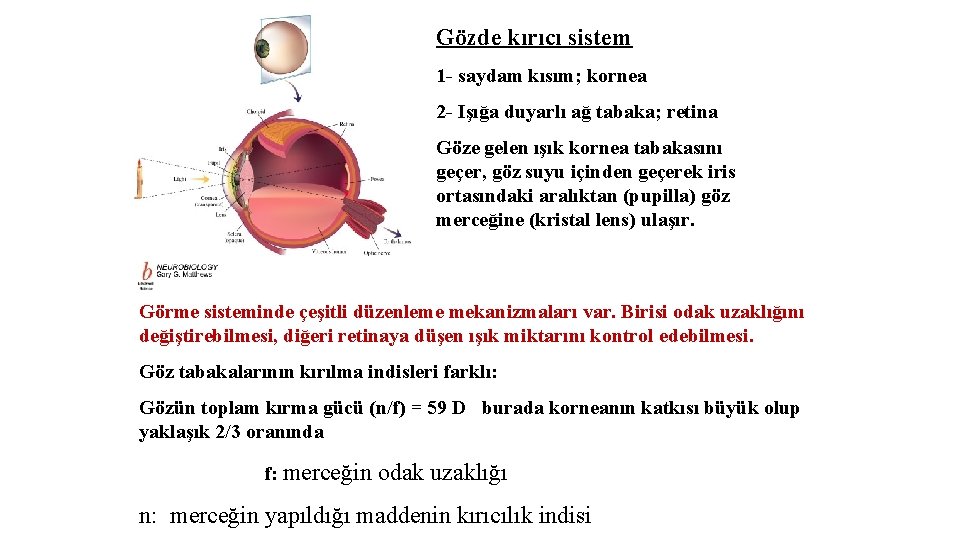 Gözde kırıcı sistem 1 - saydam kısım; kornea 2 - Işığa duyarlı ağ tabaka;