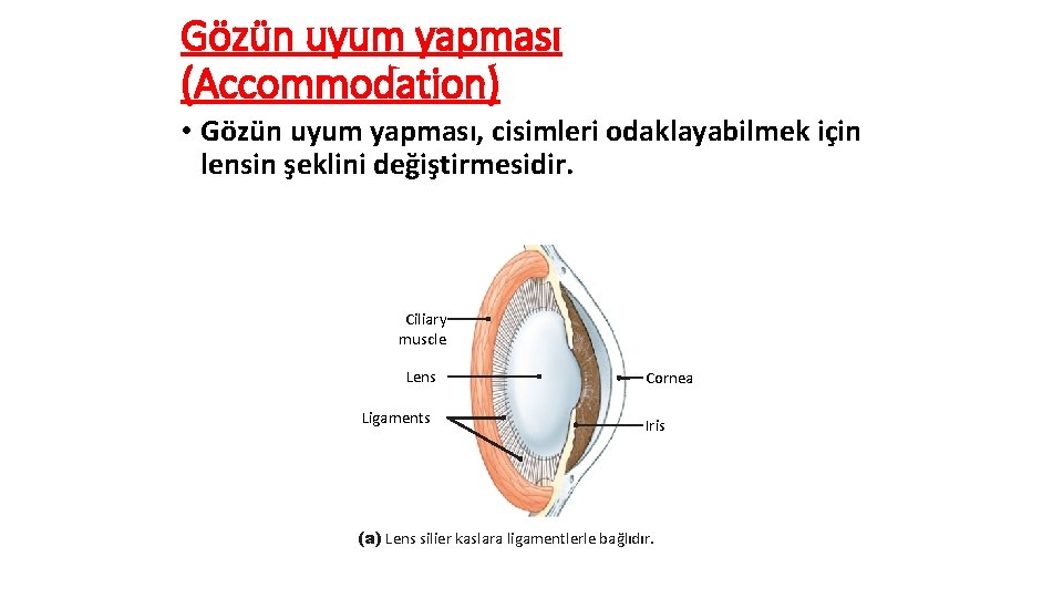 Gözün uyum yapması (Accommodation) • Gözün uyum yapması, cisimleri odaklayabilmek için lensin şeklini değiştirmesidir.