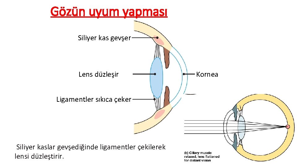 Gözün uyum yapması Siliyer kas gevşer Lens düzleşir Ligamentler sıkıca çeker Siliyer kaslar gevşediğinde