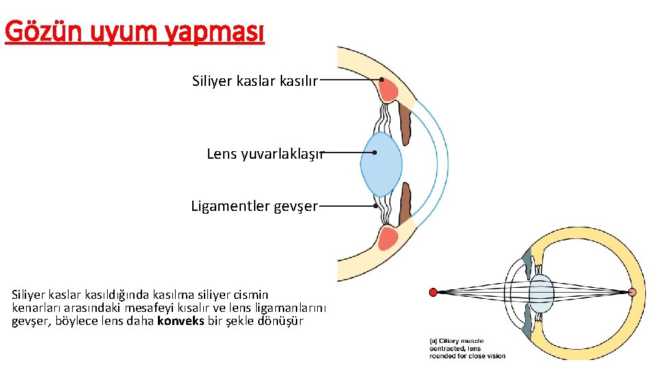 Gözün uyum yapması Siliyer kaslar kasılır Lens yuvarlaklaşır Ligamentler gevşer Siliyer kaslar kasıldığında kasılma