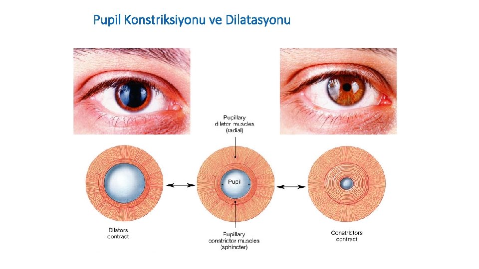 Pupil Konstriksiyonu ve Dilatasyonu 