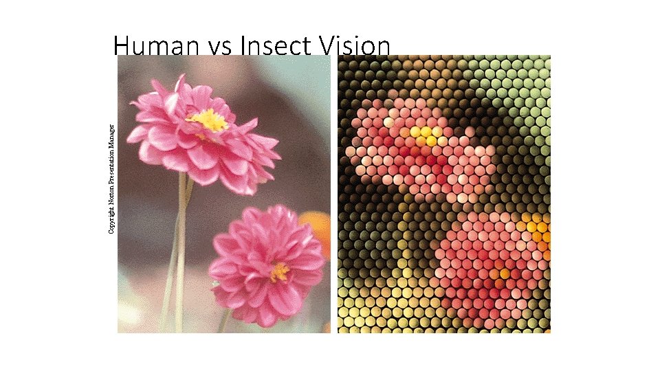 Copyright Norton Presentation Manager Human vs Insect Vision 