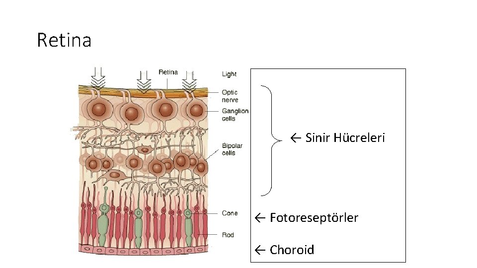 Retina ← Sinir Hücreleri ← Fotoreseptörler ← Choroid 
