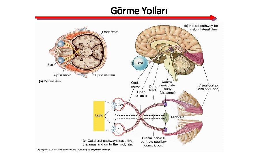 Görme Yolları 