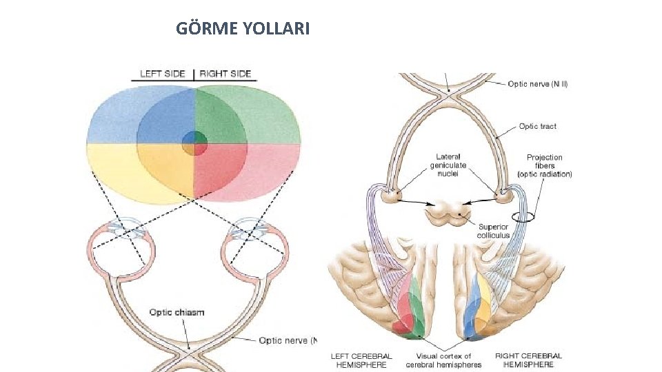 GÖRME YOLLARI 