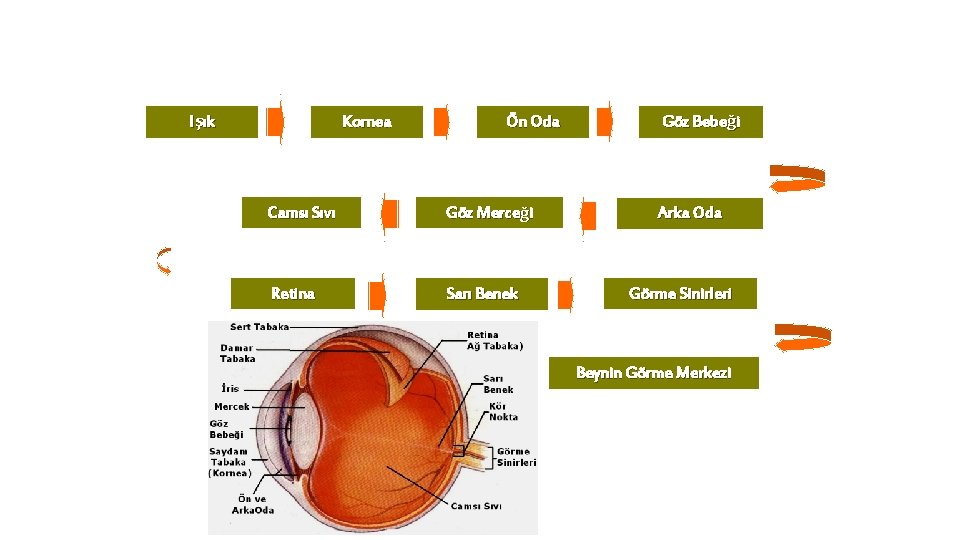 Işık Kornea Ön Oda Camsı Sıvı Göz Merceği Retina Sarı Benek Göz Bebeği Arka