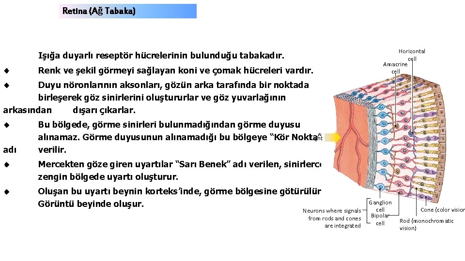 Retina (Ağ Tabaka) Işığa duyarlı reseptör hücrelerinin bulunduğu tabakadır. Renk ve şekil görmeyi sağlayan