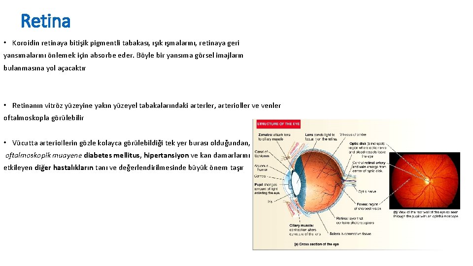 Retina • Koroidin retinaya bitişik pigmentli tabakası, ışık ışmalarını, retinaya geri yansımalarını önlemek için