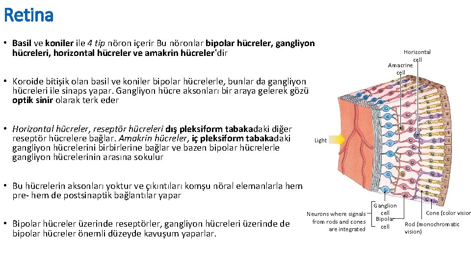 Retina • Basil ve koniler ile 4 tip nöron içerir Bu nöronlar bipolar hücreler,