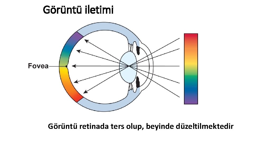 Görüntü iletimi Görüntü retinada ters olup, beyinde düzeltilmektedir 