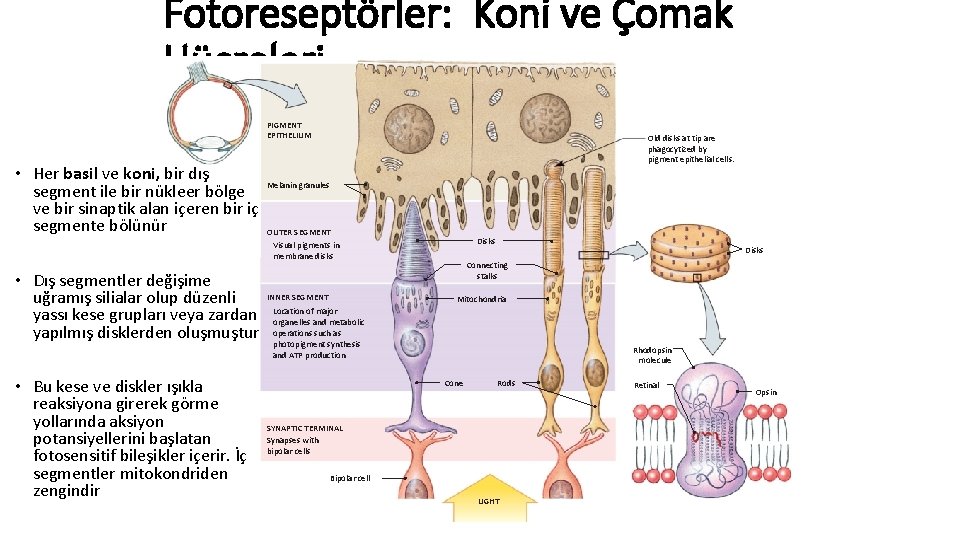 Fotoreseptörler: Koni ve Çomak Hücreleri PIGMENT EPITHELIUM Old disks at tip are phagocytized by