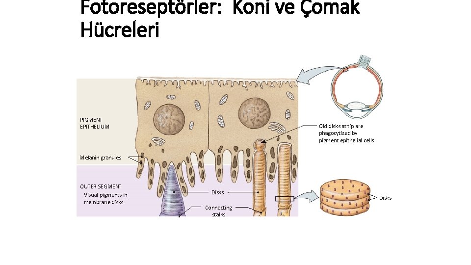 Fotoreseptörler: Koni ve Çomak Hücreleri PIGMENT EPITHELIUM Old disks at tip are phagocytized by