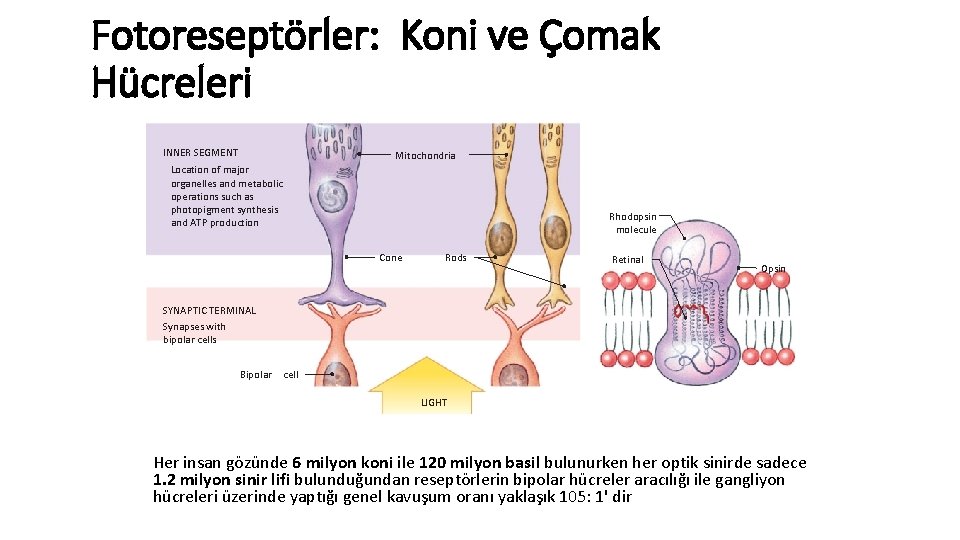 Fotoreseptörler: Koni ve Çomak Hücreleri INNER SEGMENT Mitochondria Location of major organelles and metabolic