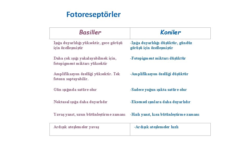 Fotoreseptörler Basiller Koniler Işığa duyarlılığı yüksektir, gece görüşü için özelleşmiştir -Işığa duyarlılığı düşüktür, gündüz