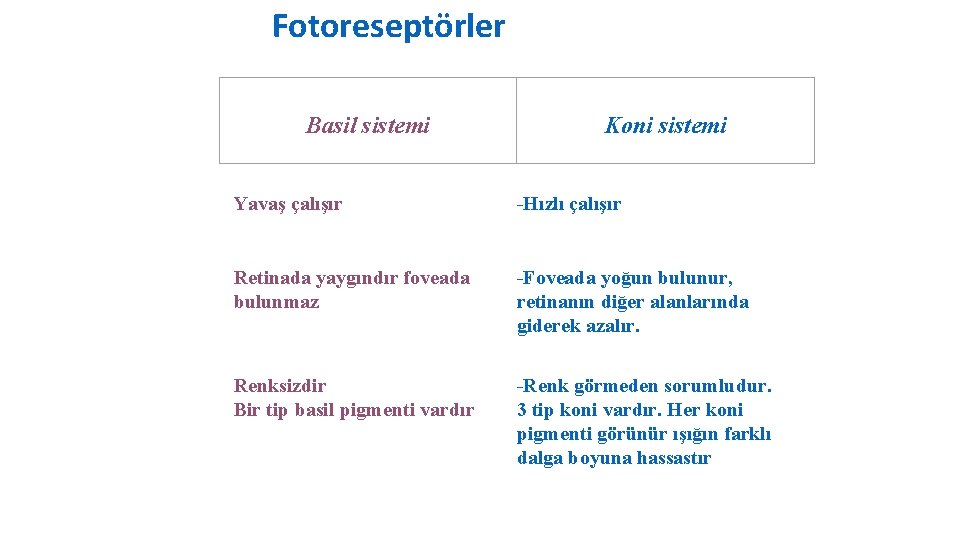 Fotoreseptörler Basil sistemi Koni sistemi Yavaş çalışır -Hızlı çalışır Retinada yaygındır foveada bulunmaz -Foveada