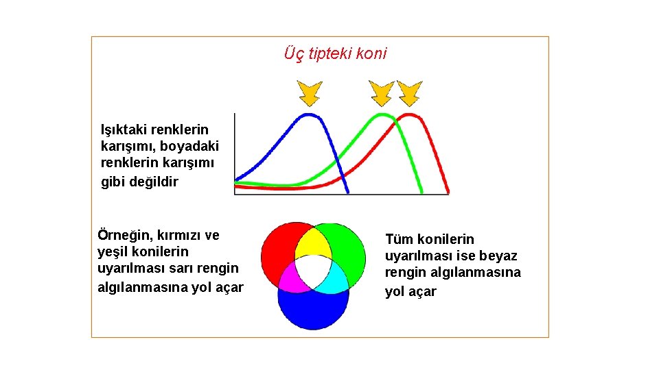 Üç tipteki koni Işıktaki renklerin karışımı, boyadaki renklerin karışımı gibi değildir Örneğin, kırmızı ve