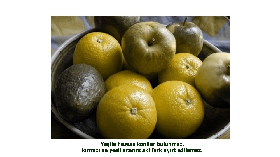 Yeşile hassas koniler bulunmaz, kırmızı ve yeşil arasındaki fark ayırt edilemez. 