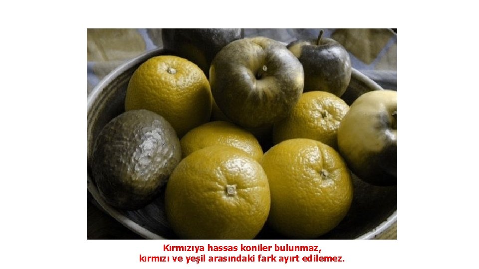 Kırmızıya hassas koniler bulunmaz, kırmızı ve yeşil arasındaki fark ayırt edilemez. 