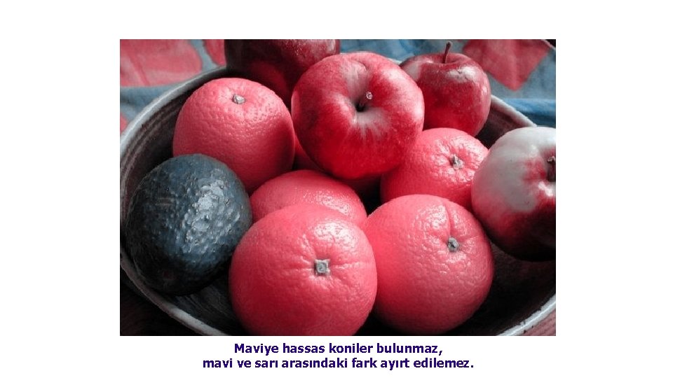 Maviye hassas koniler bulunmaz, mavi ve sarı arasındaki fark ayırt edilemez. 