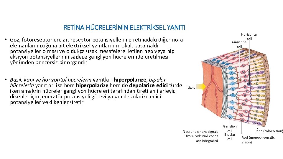 RETİNA HÜCRELERİNİN ELEKTRİKSEL YANl. TI Horizontal cell Amacrine cell • Göz, fotoreseptörlere ait reseptör