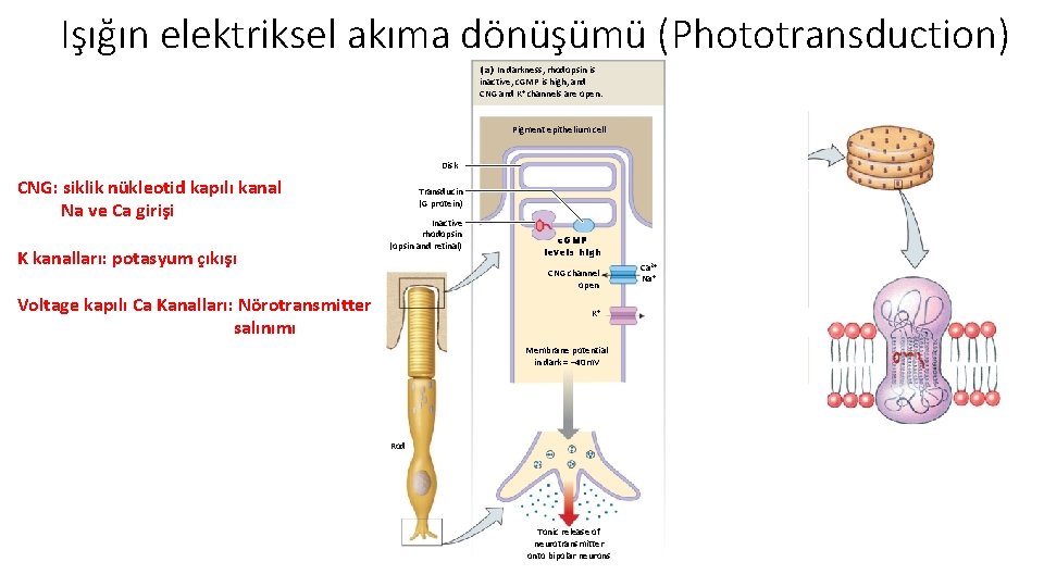 Işığın elektriksel akıma dönüşümü (Phototransduction) (a) In darkness, rhodopsin is inactive, c. GMP is