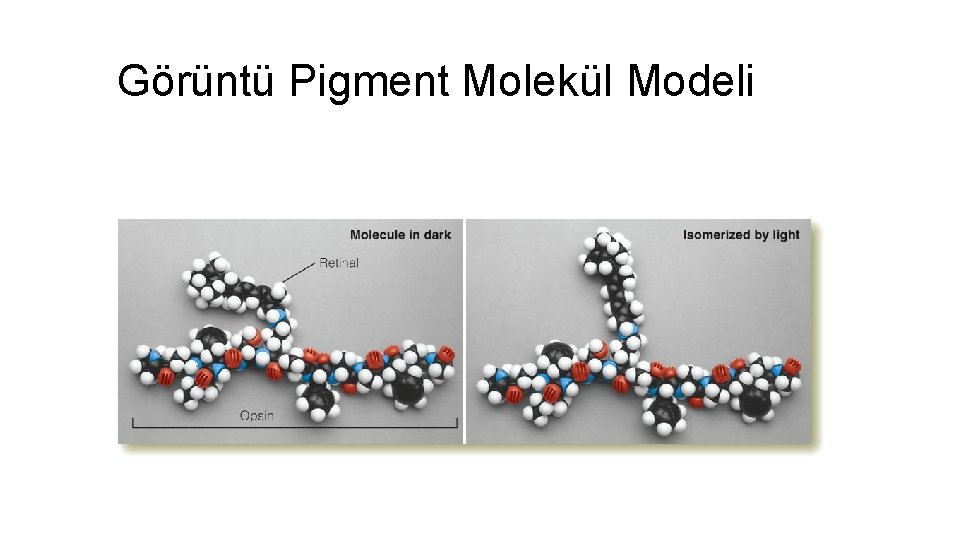 Görüntü Pigment Molekül Modeli 