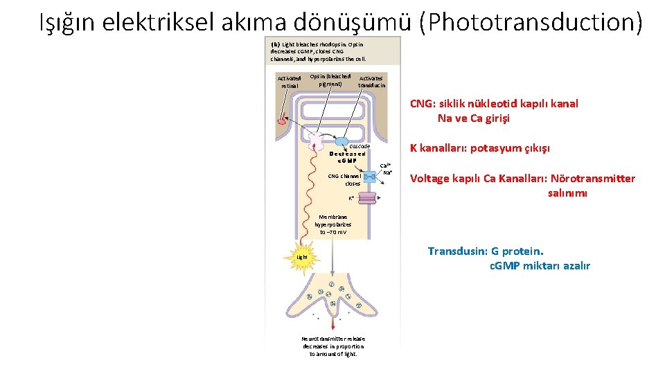 Işığın elektriksel akıma dönüşümü (Phototransduction) (b) Light bleaches rhodopsin. Opsin decreases c. GMP, closes