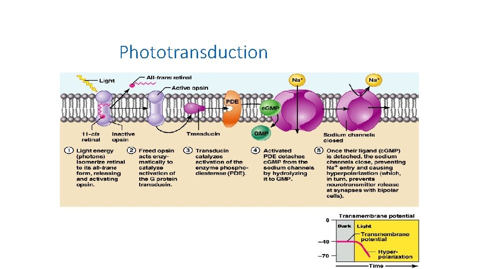 Phototransduction 