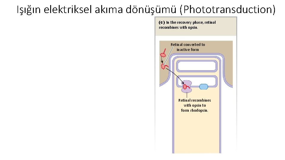 Işığın elektriksel akıma dönüşümü (Phototransduction) (c) In the recovery phase, retinal recombines with opsin.