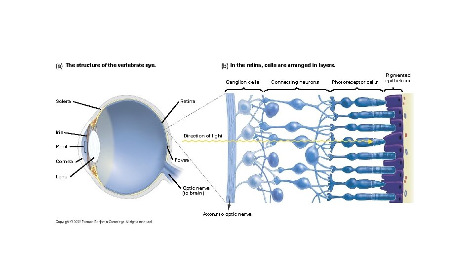 The structure of the vertebrate eye. In the retina, cells are arranged in layers.