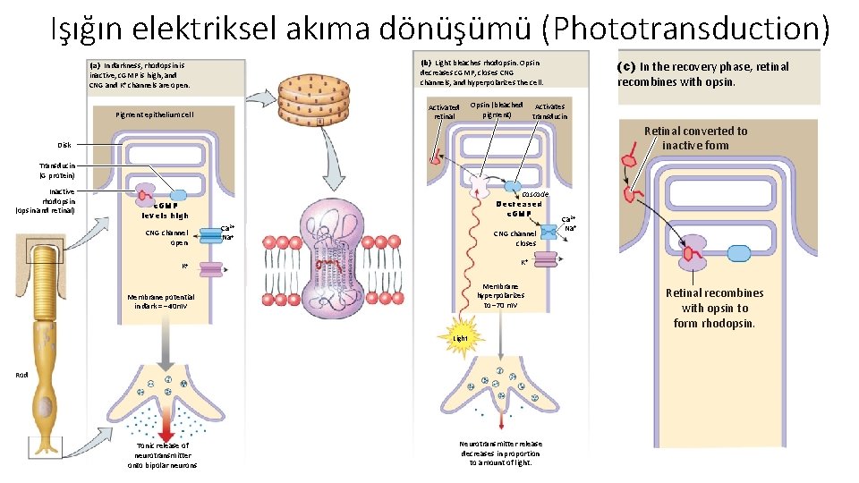 Işığın elektriksel akıma dönüşümü (Phototransduction) (c) In the recovery phase, retinal recombines with opsin.