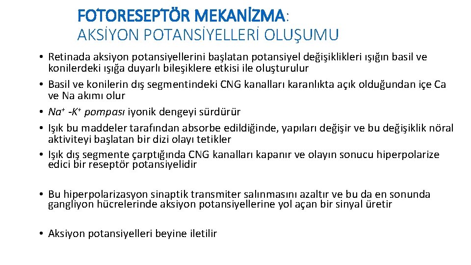 FOTORESEPTÖR MEKANİZMA: AKSİYON POTANSİYELLERİ OLUŞUMU • Retinada aksiyon potansiyellerini başlatan potansiyel değişiklikleri ışığın basil
