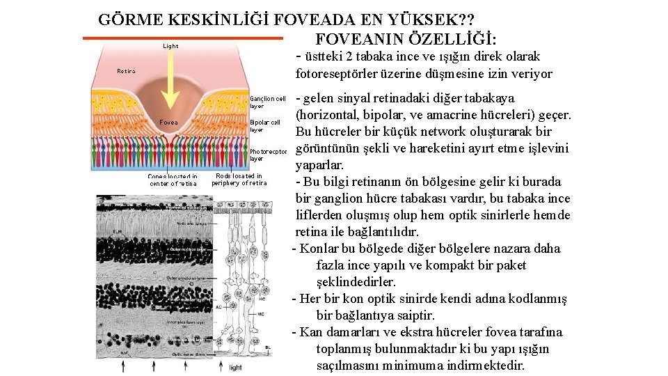 GÖRME KESKİNLİĞİ FOVEADA EN YÜKSEK? ? FOVEANIN ÖZELLİĞİ: - üstteki 2 tabaka ince ve