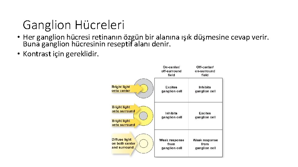 Ganglion Hücreleri • Her ganglion hücresi retinanın özgün bir alanına ışık düşmesine cevap verir.