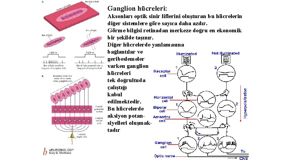 Ganglion hücreleri: Aksonları optik sinir liflerini oluşturan bu hücrelerin diğer sistemlere göre sayıca daha