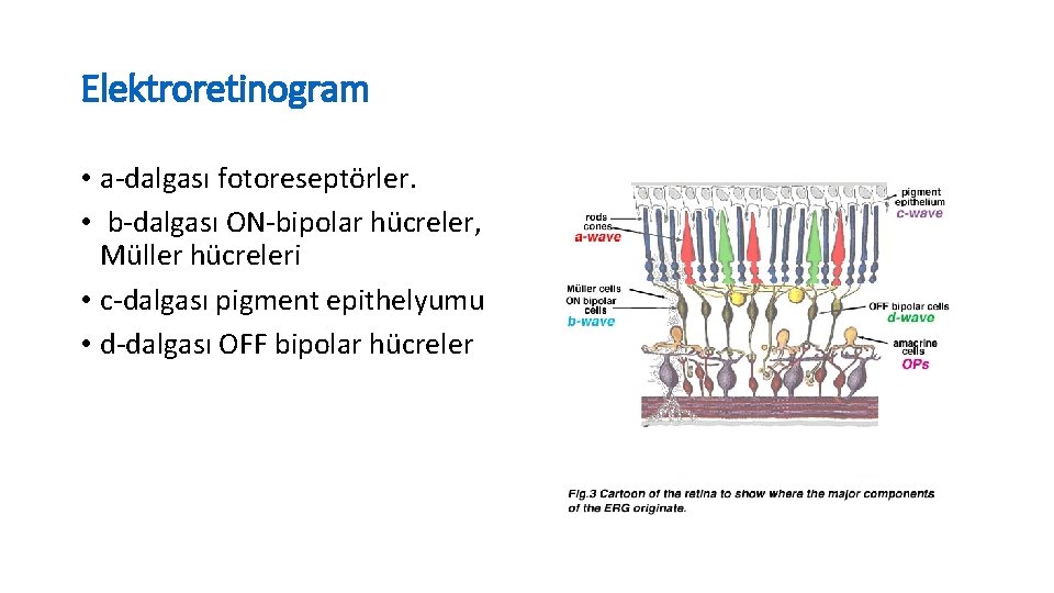 Elektroretinogram • a-dalgası fotoreseptörler. • b-dalgası ON-bipolar hücreler, Müller hücreleri • c-dalgası pigment epithelyumu