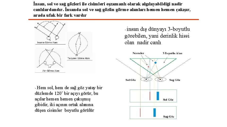 İnsan, sol ve sağ gözleri ile cisimleri eşzamanlı olarak algılayabildiği nadir canlılardandır. İnsanda sol
