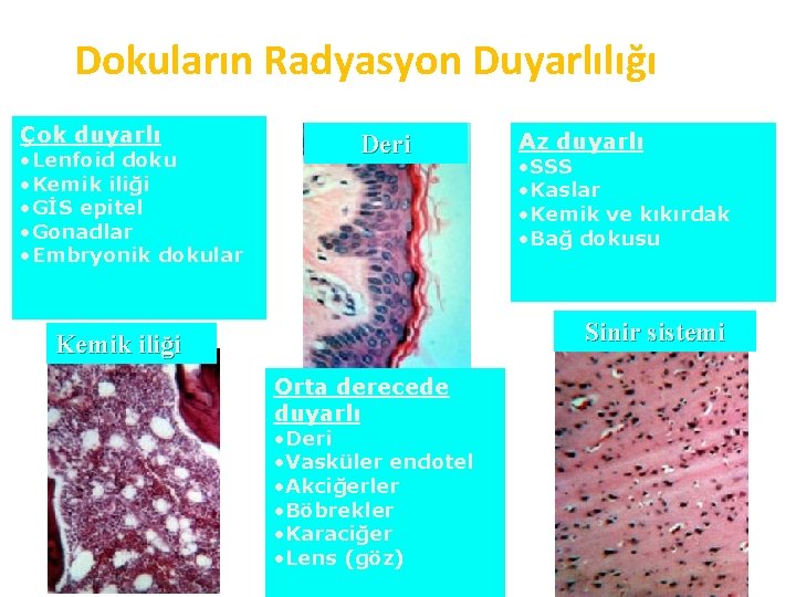 Dokuların Radyasyon Duyarlılığı Çok duyarlı • Lenfoid doku • Kemik iliği • GİS epitel