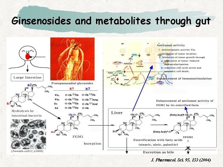 Ginsenosides and metabolites through gut J. Pharmacol. Sci. 95, 153 (2004) 