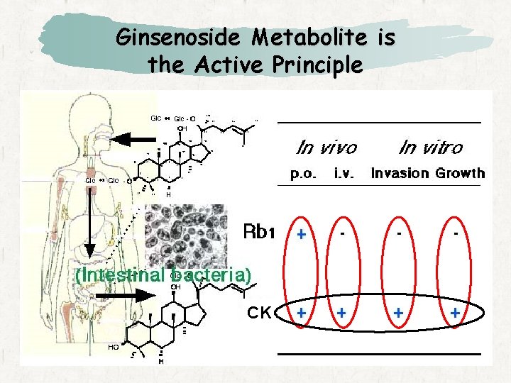 Ginsenoside Metabolite is the Active Principle CK 