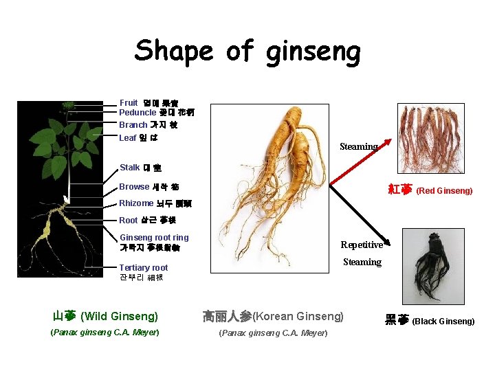 Shape of ginseng Fruit 열매 果實 Peduncle 꽃대 花柄 Branch 가지 枝 Leaf 잎